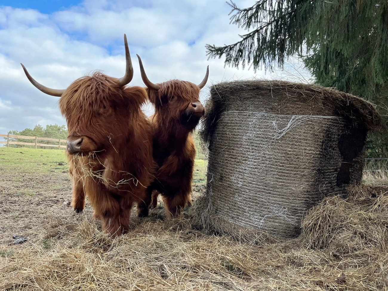 Hof Drögemühle - Landwirtschaft - Yaks