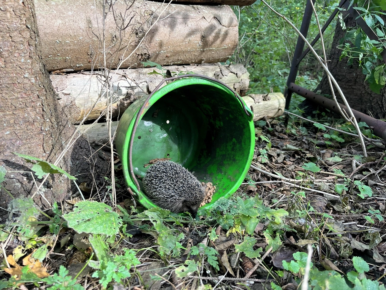 Hof Drögemühle - Landwirtschaft - Igel
