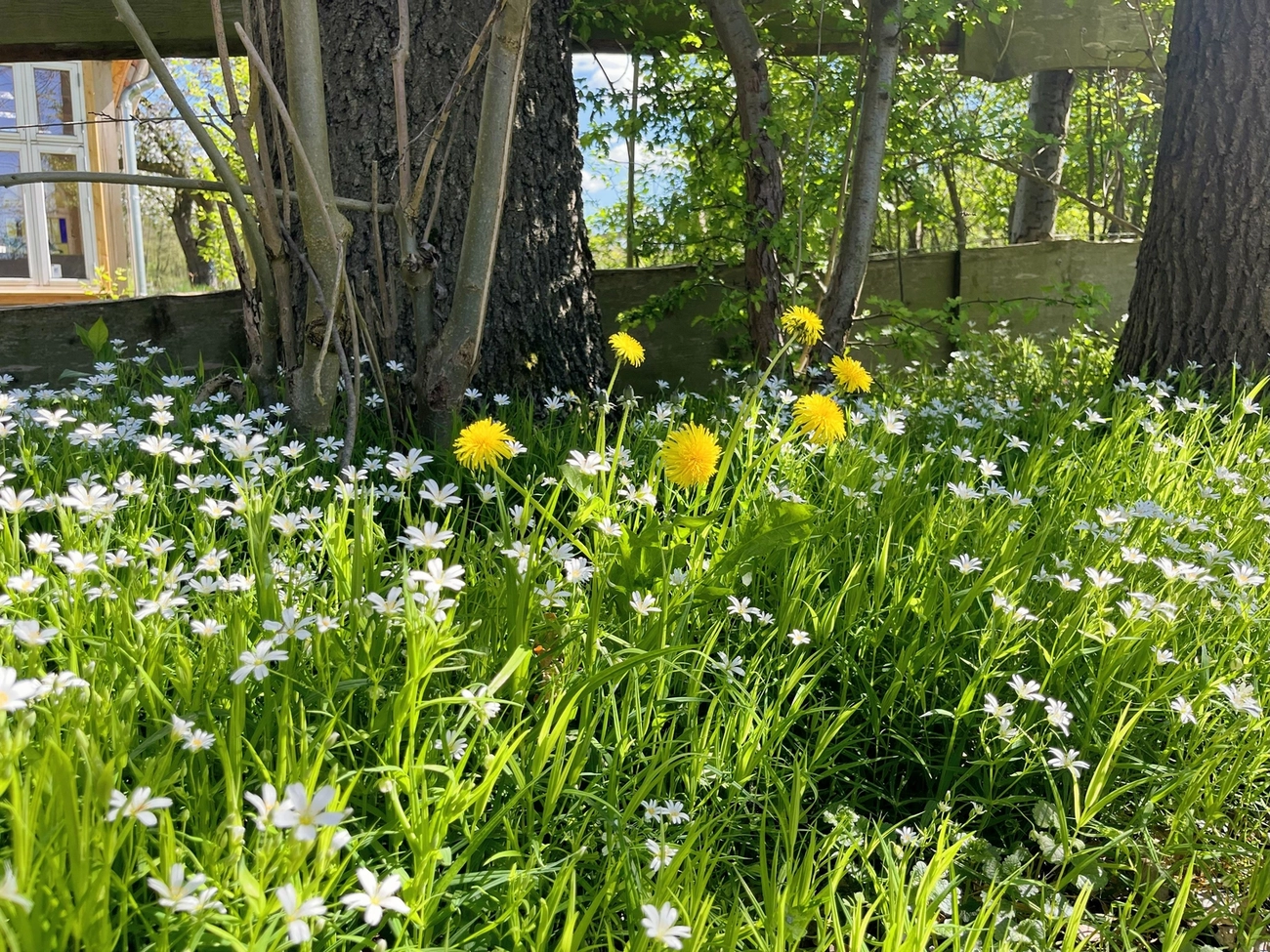 Hof Drögemühle - Landwirtschaft - Gewächshaus