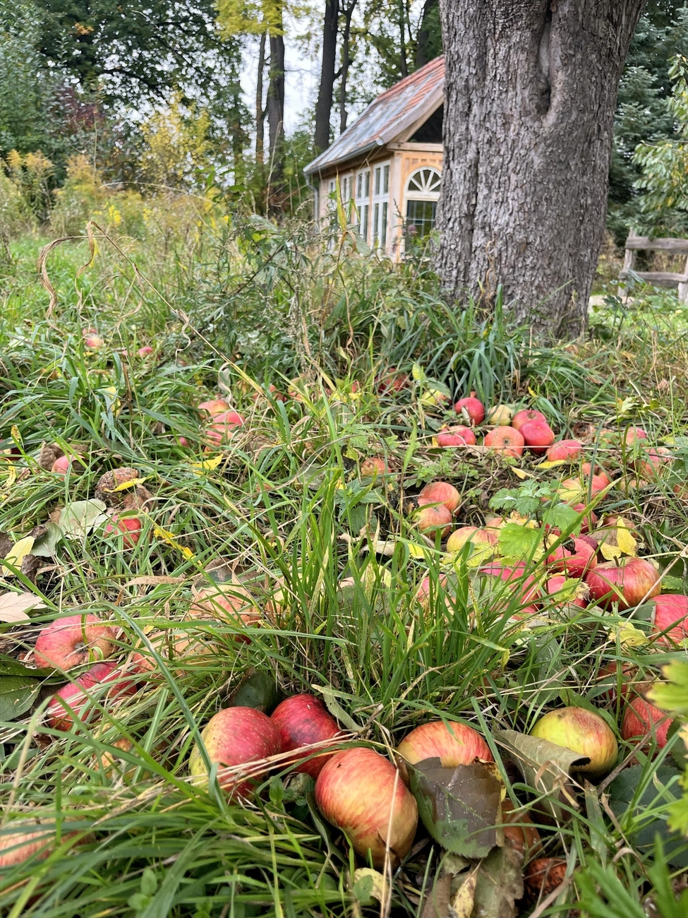 Hof Drögemühle - Landwirtschaft - Gewächshaus