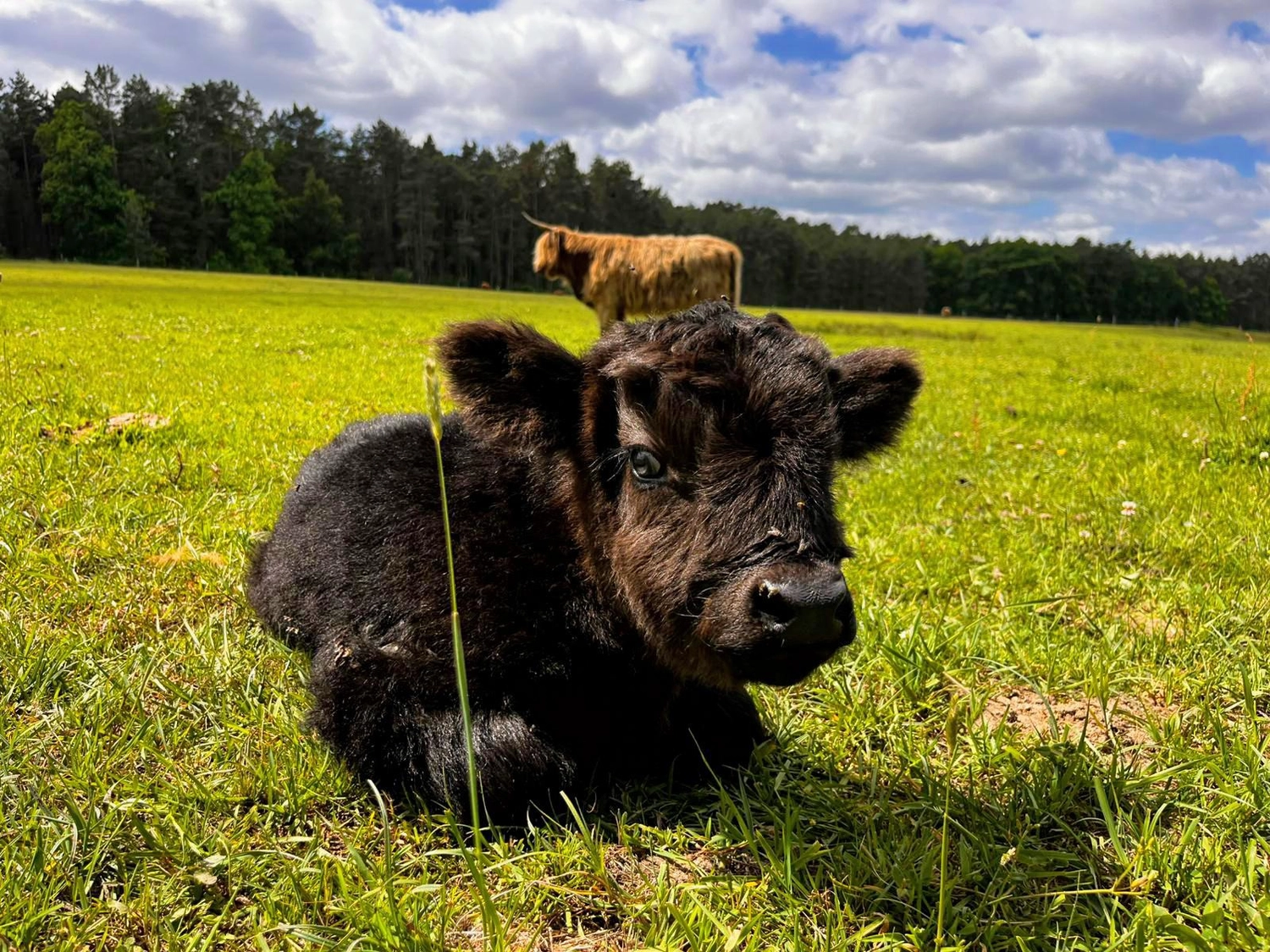 Hof Drögemühle - Landwirtschaft - Vogelnest