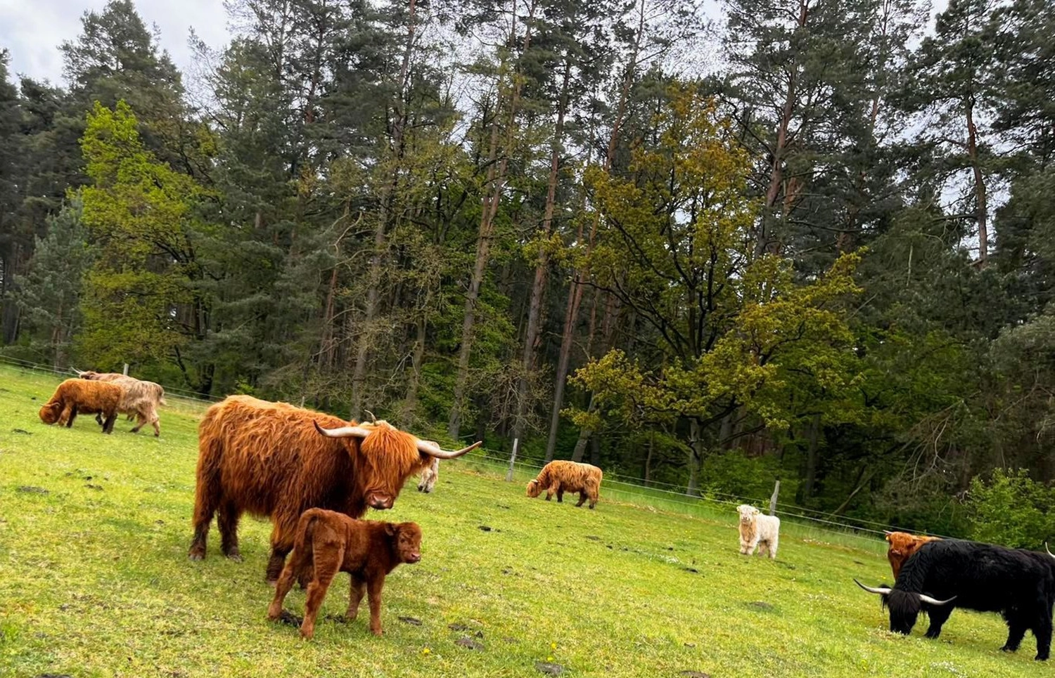 Hof Drögemühle - Landwirtschaft - Vogelnest