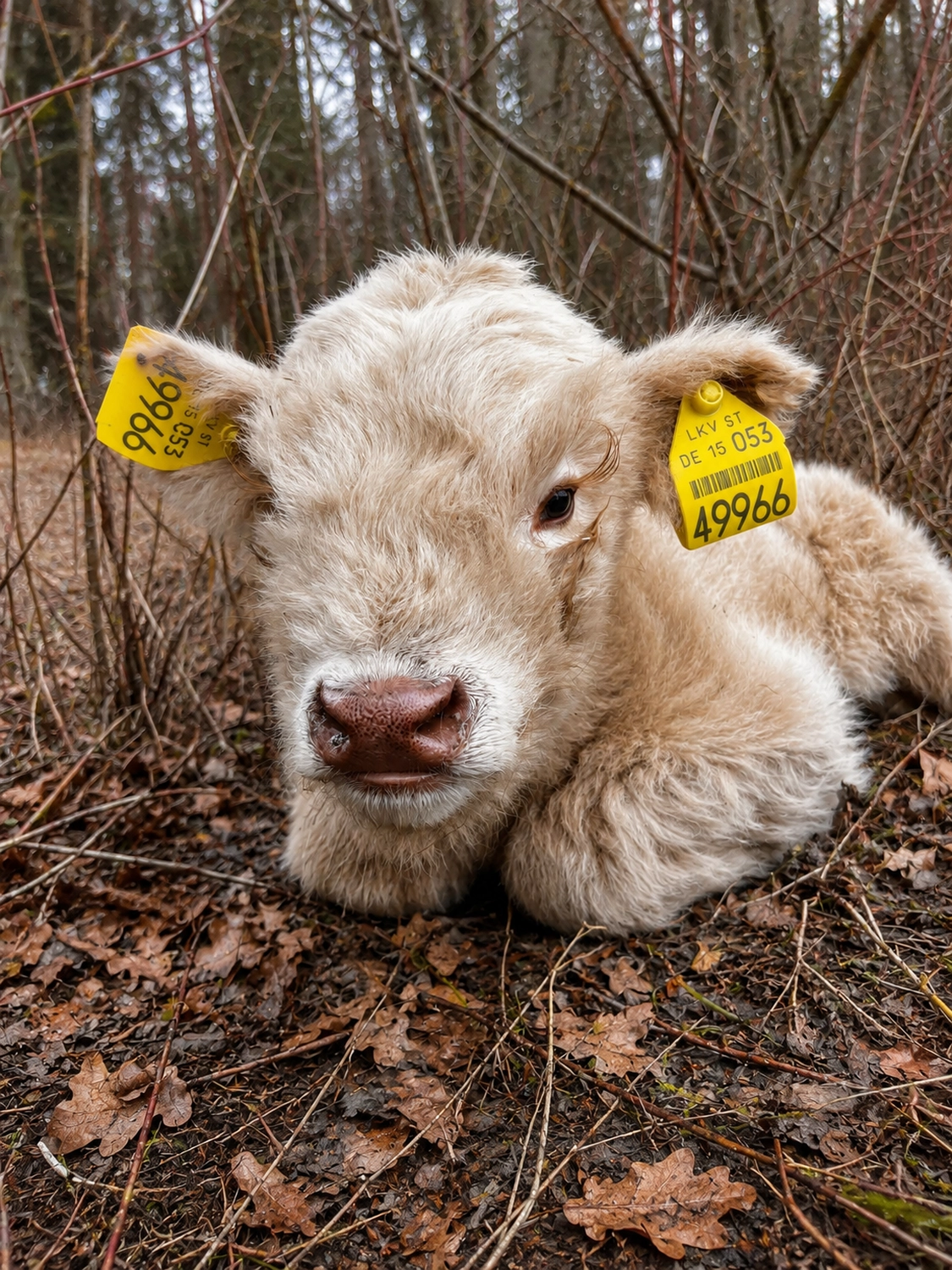 Hof Drögemühle - Landwirtschaft - Vogelnest