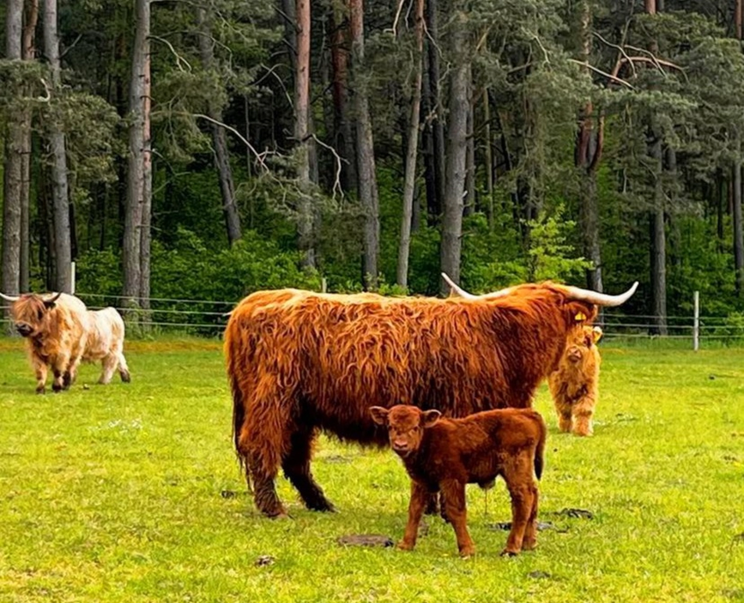 Hof Drögemühle - Landwirtschaft - Vogelnest